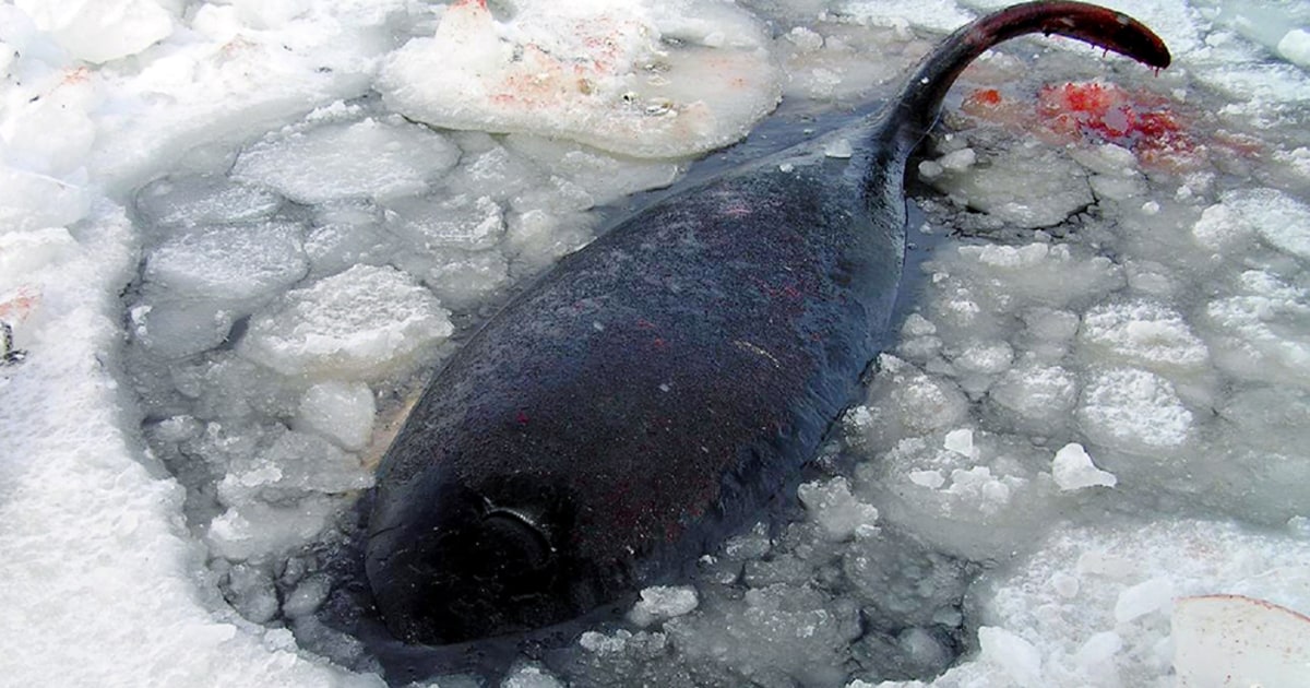 касатки застряли во льдах японии