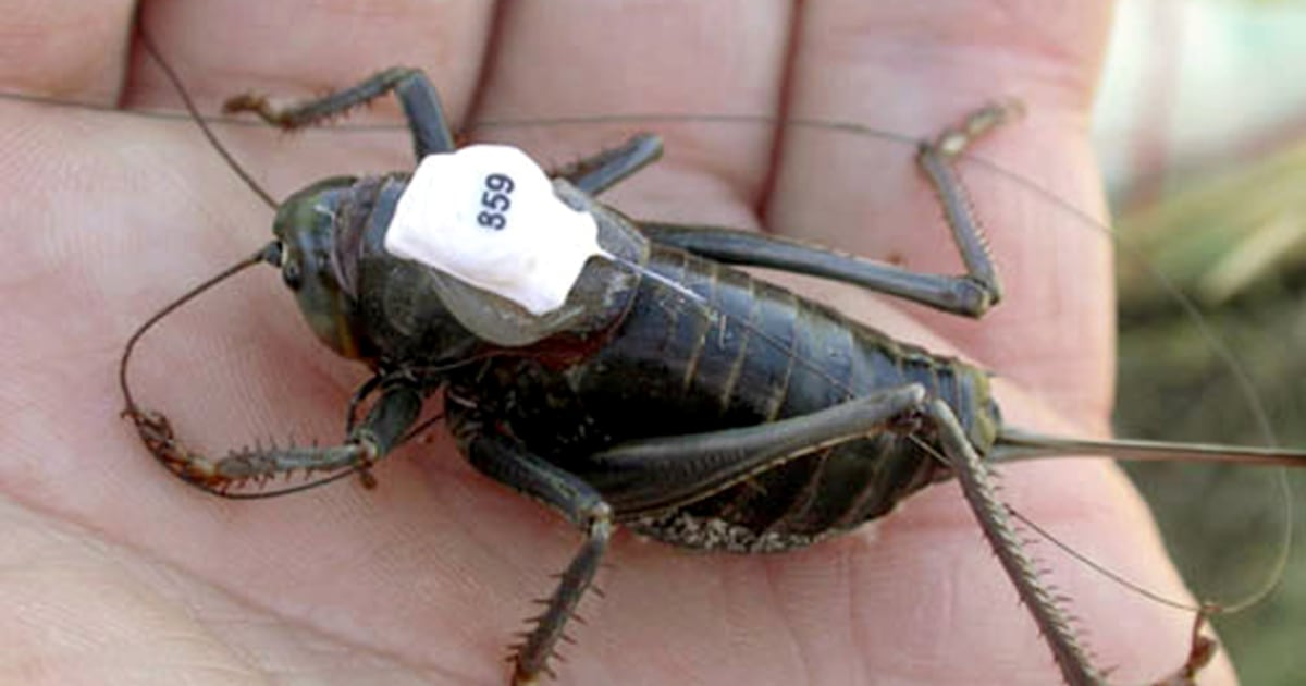 Jiminy cricket! Less toxic pest control