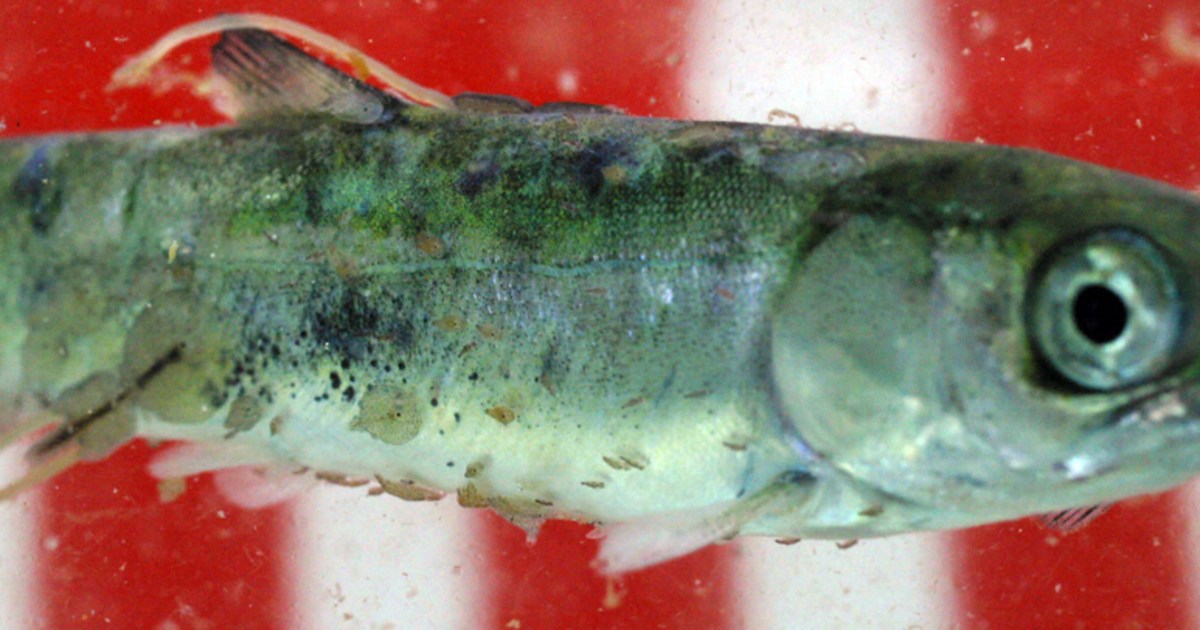 Lice as threat to fish? Salmon study sees link