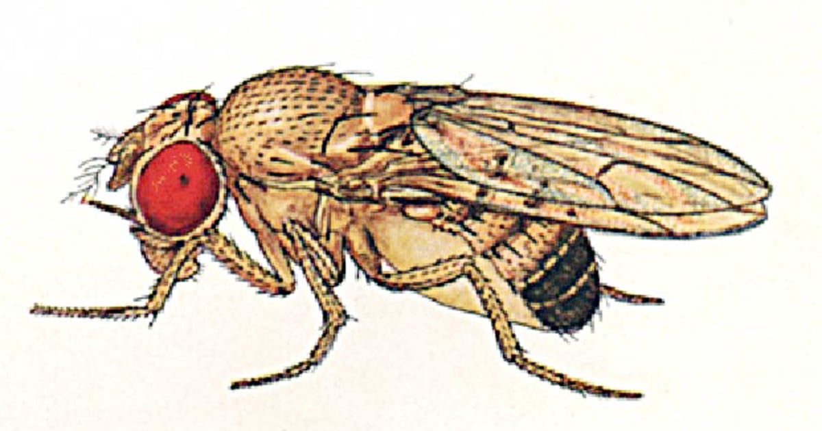 Image of the Month: Fruit flies and humans - Baylor College of Medicine  Blog Network