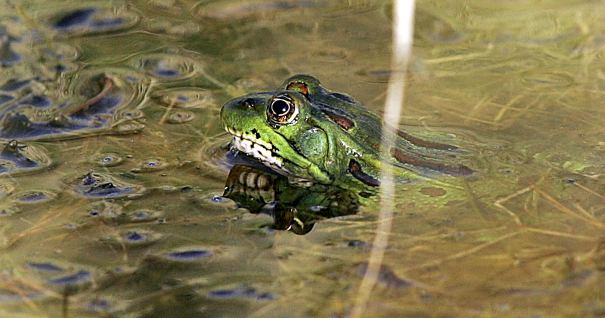 West drought hurting vulnerable species