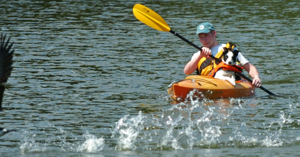 Scare tactics An alternative to killing geese