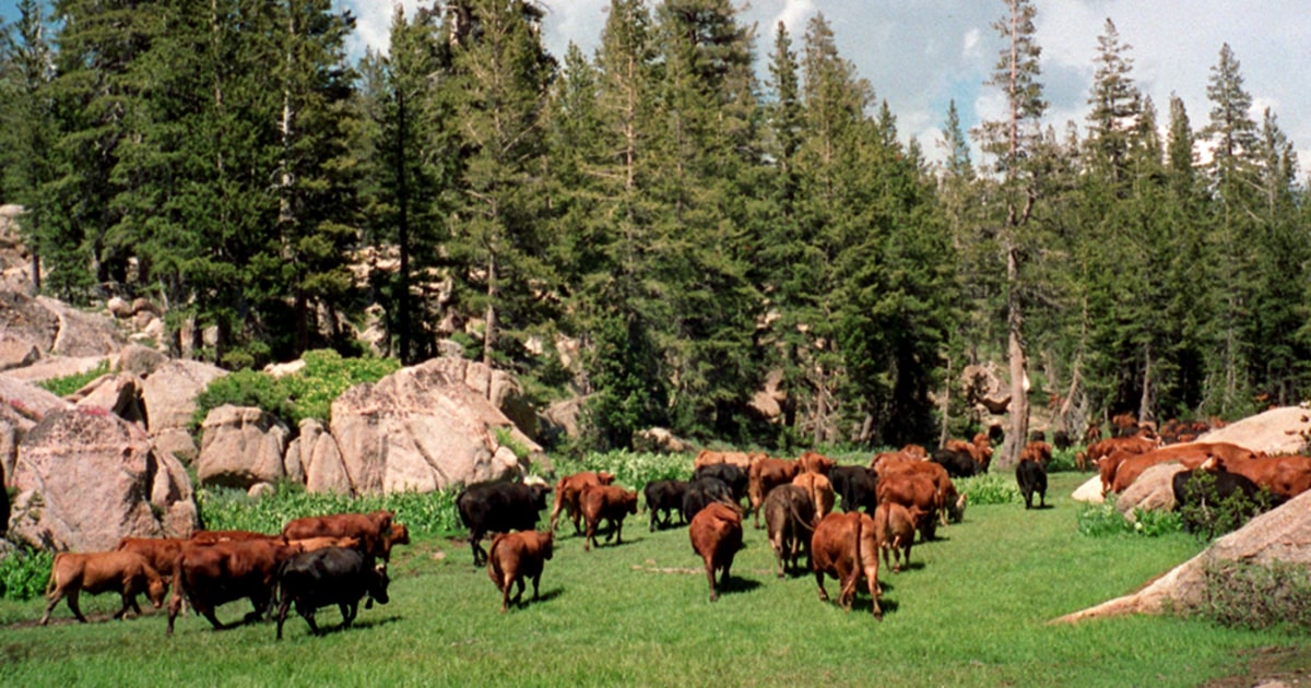 New grazing rules mean less down time