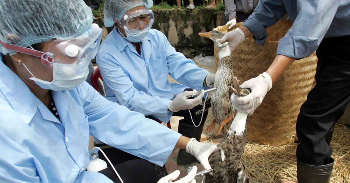 Tests show bird flu vaccine effective in people