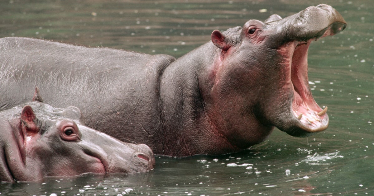 ヒッポ海を渡る　7か国　Hippo Goes Overseas ヒッポ海を渡る 7か国 Hippo Goes Overseas Hippos Amahle and