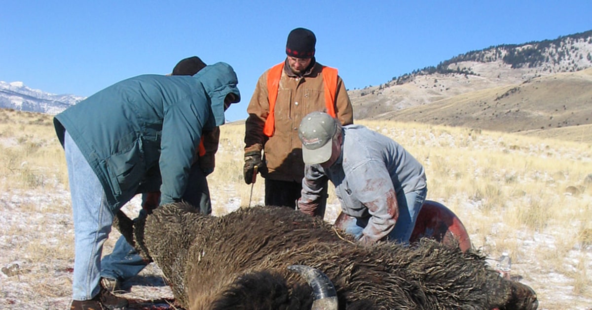 Montana resumes controversial buffalo hunt