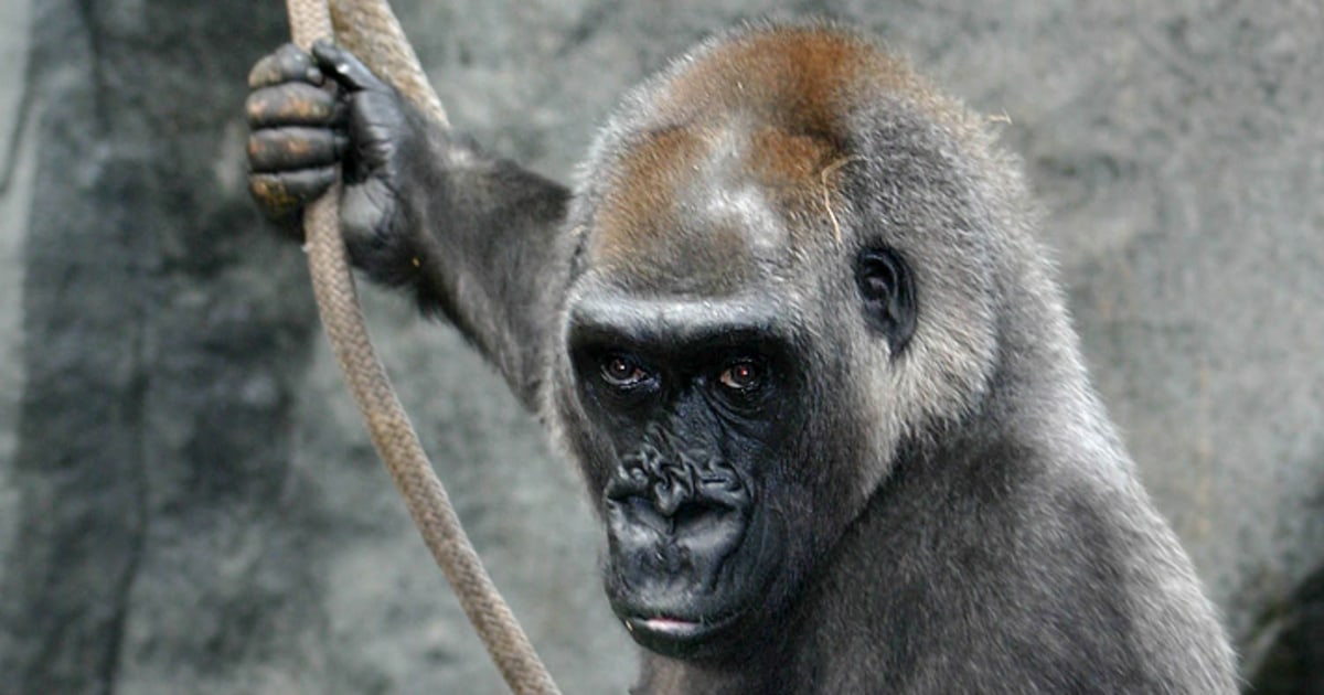 Gorillas go through menopause, too Gorillas go through menopause, too