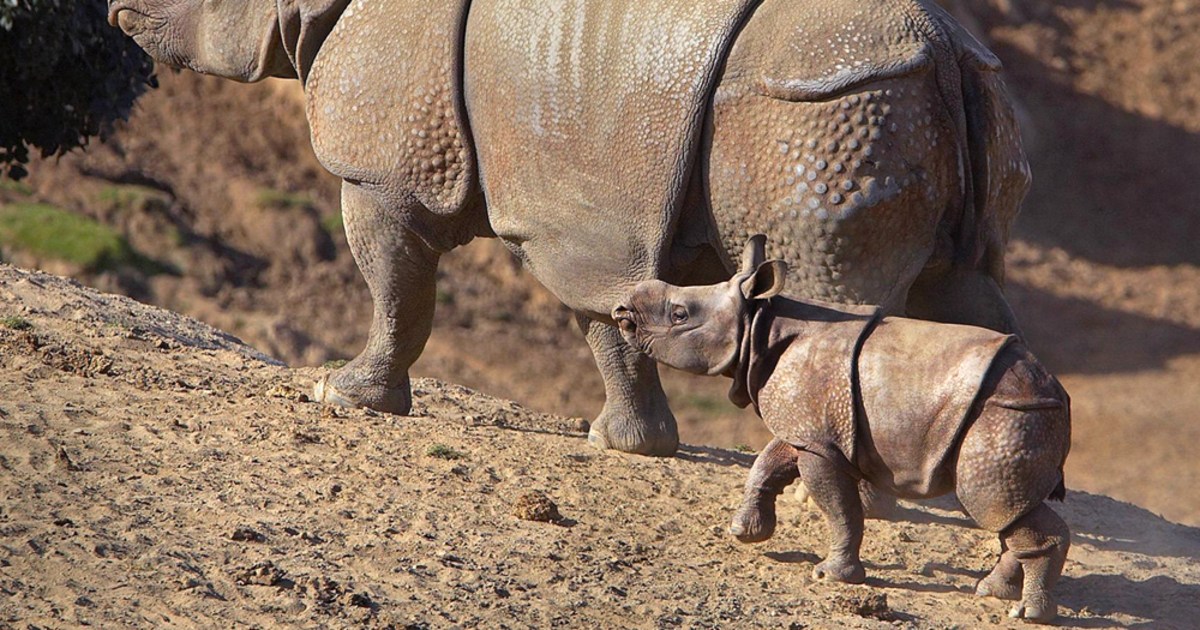 Baby rhino makes debut at California zoo