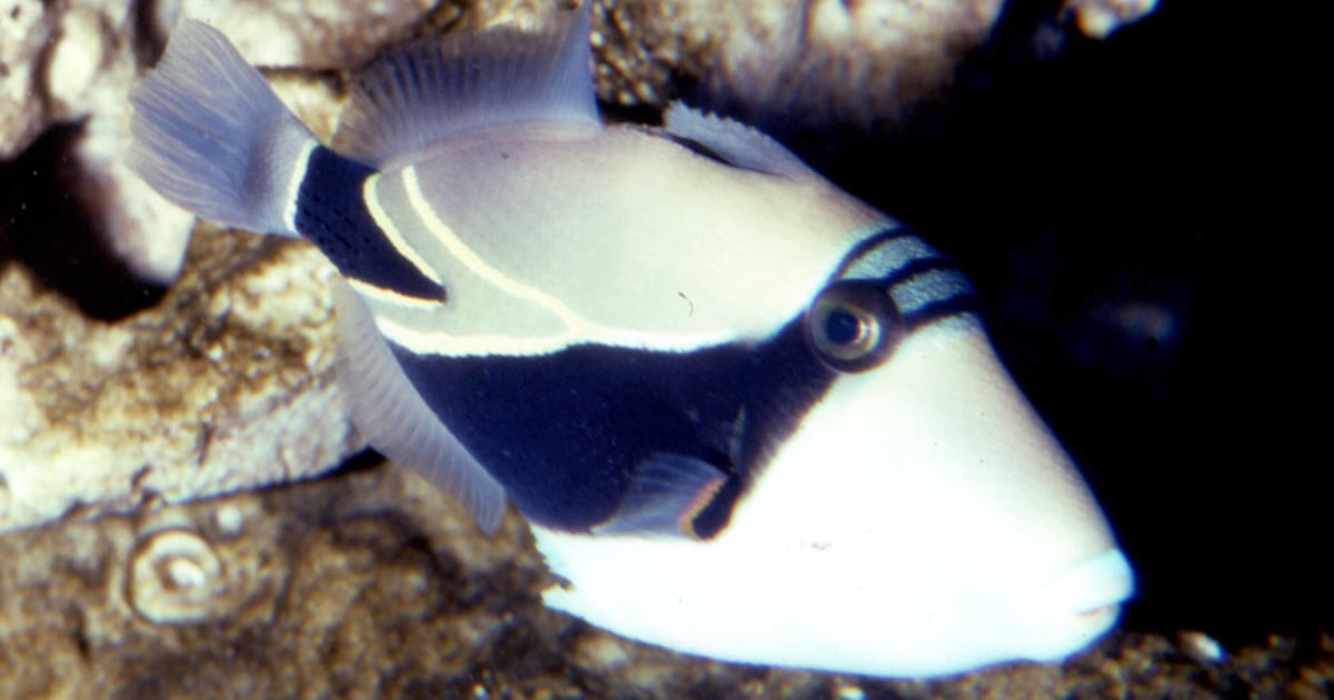 Hawaii’s humuhumunukunukuapuaa ousted?