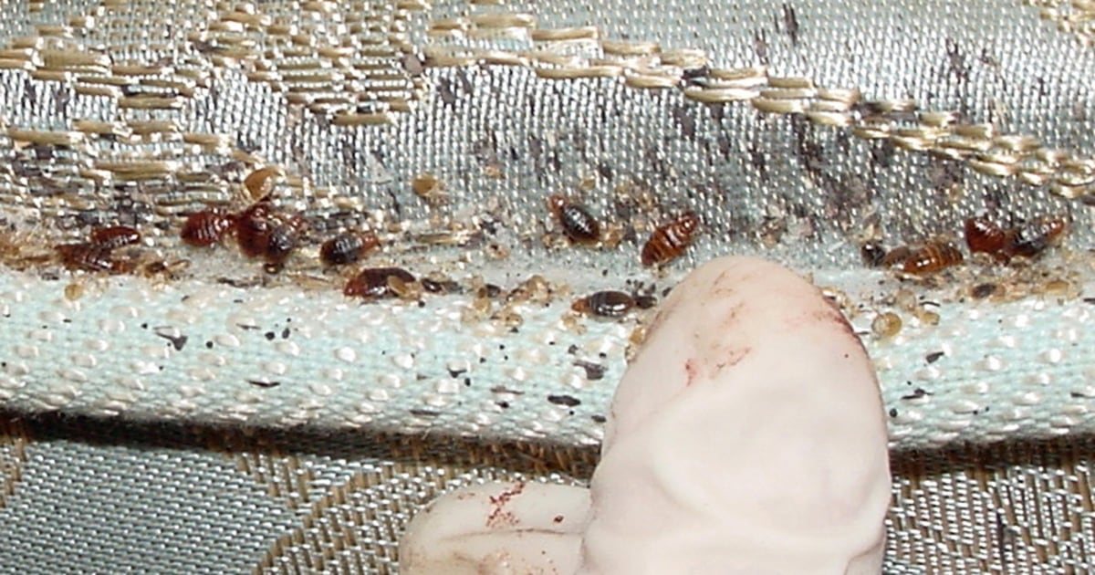 Bed Bug Epidemic Bites Down Under