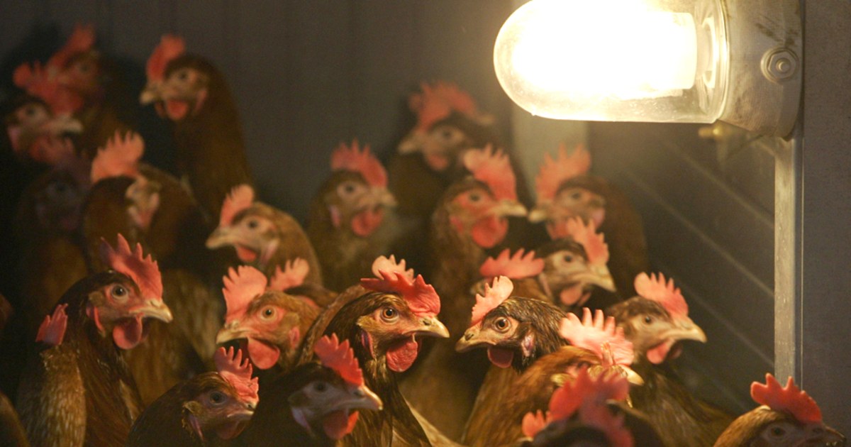 Europe takes precautions against bird flu