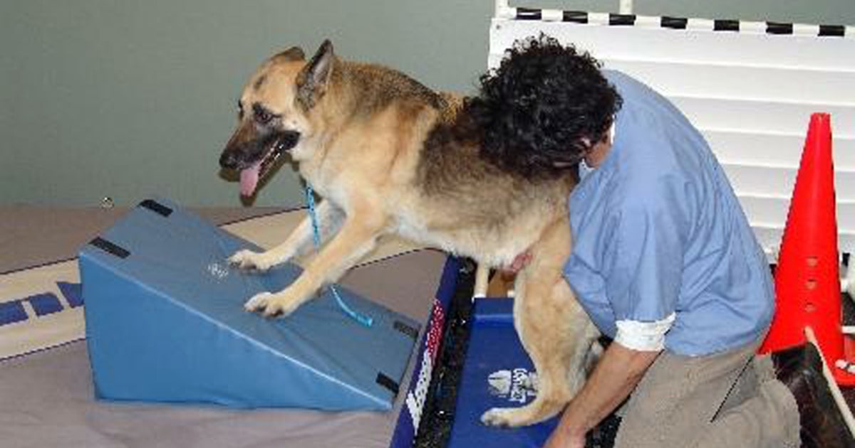 K9 sales leg stretcher