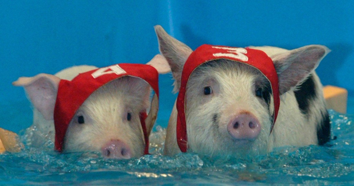 Sport piglets face off at Moscow’s porky games