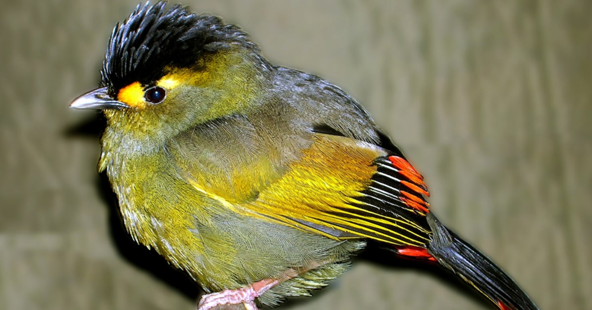 New bird species found, and it's a doozy