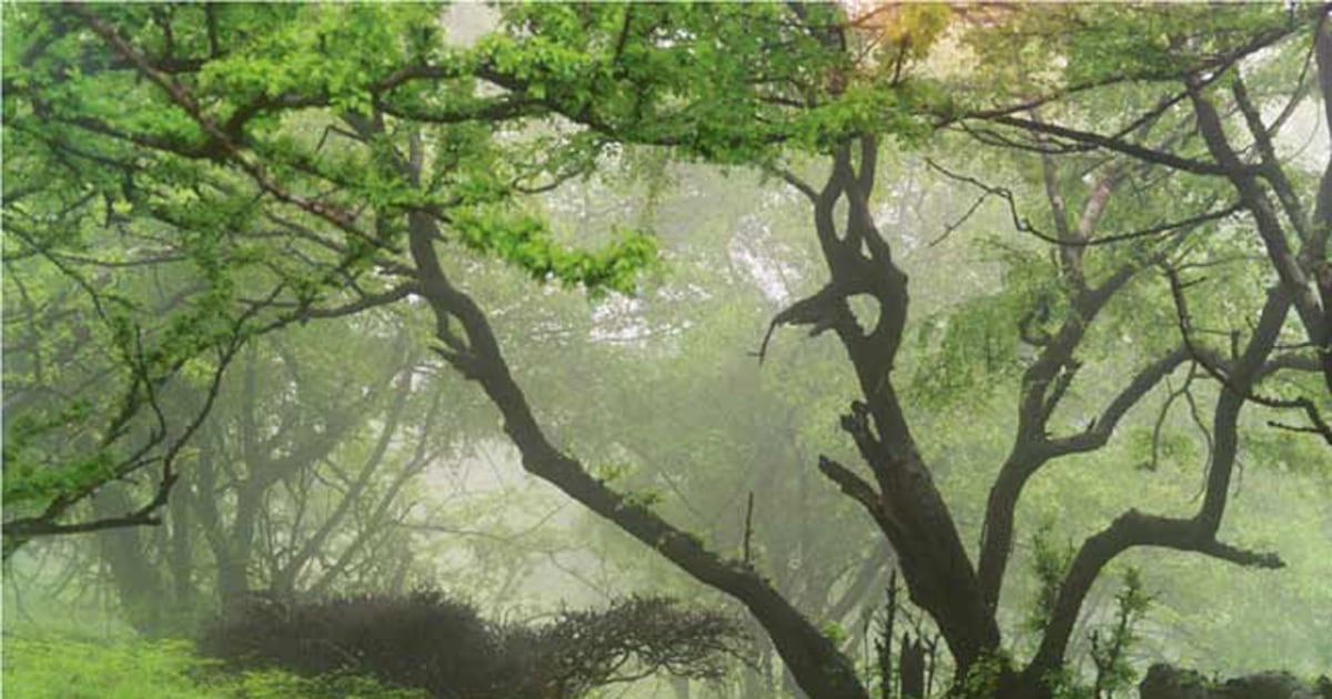 Unique cloud forest has self-watering trees