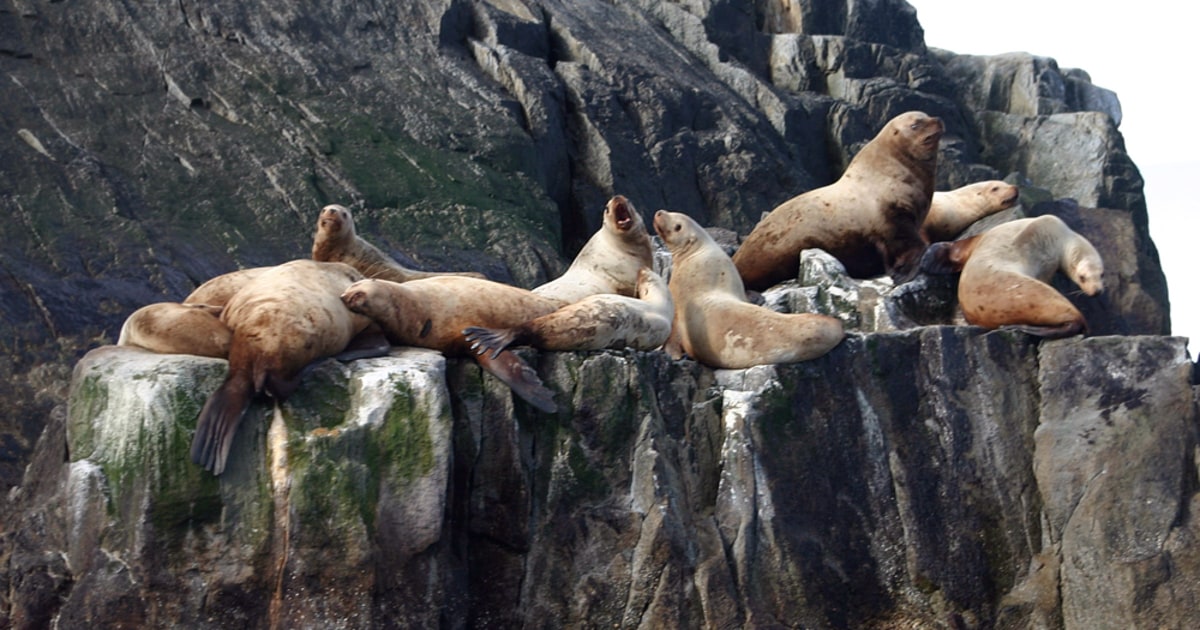 Streaming video records sea lions' lives