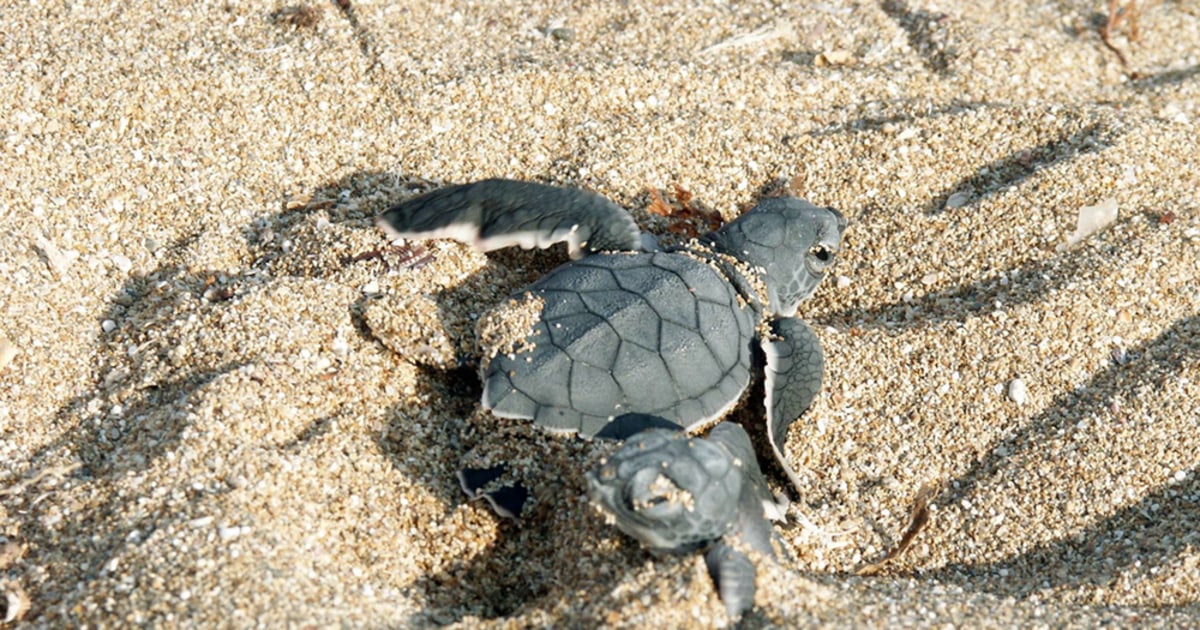 Lebanon war still impacting sea turtles