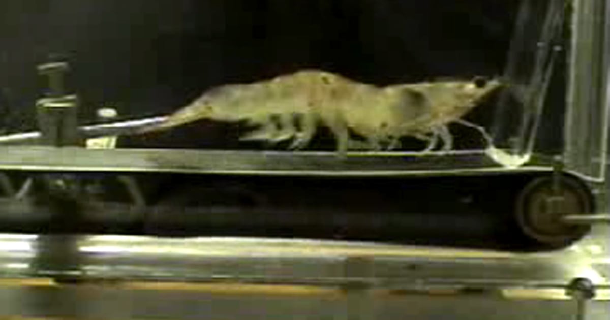 why did scientists put shrimp on a treadmill