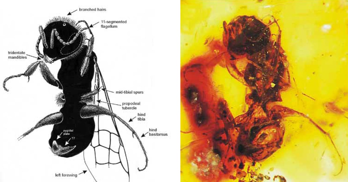 Oldest bee fossil creates new buzz