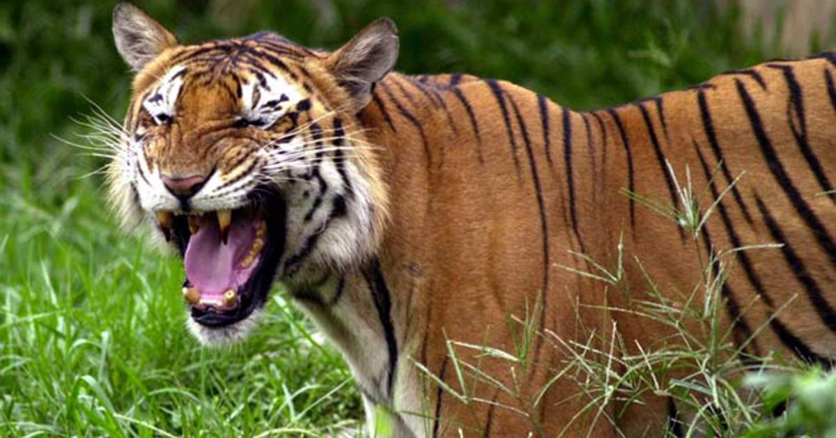 Tigers reproduce quickly yet barely survive