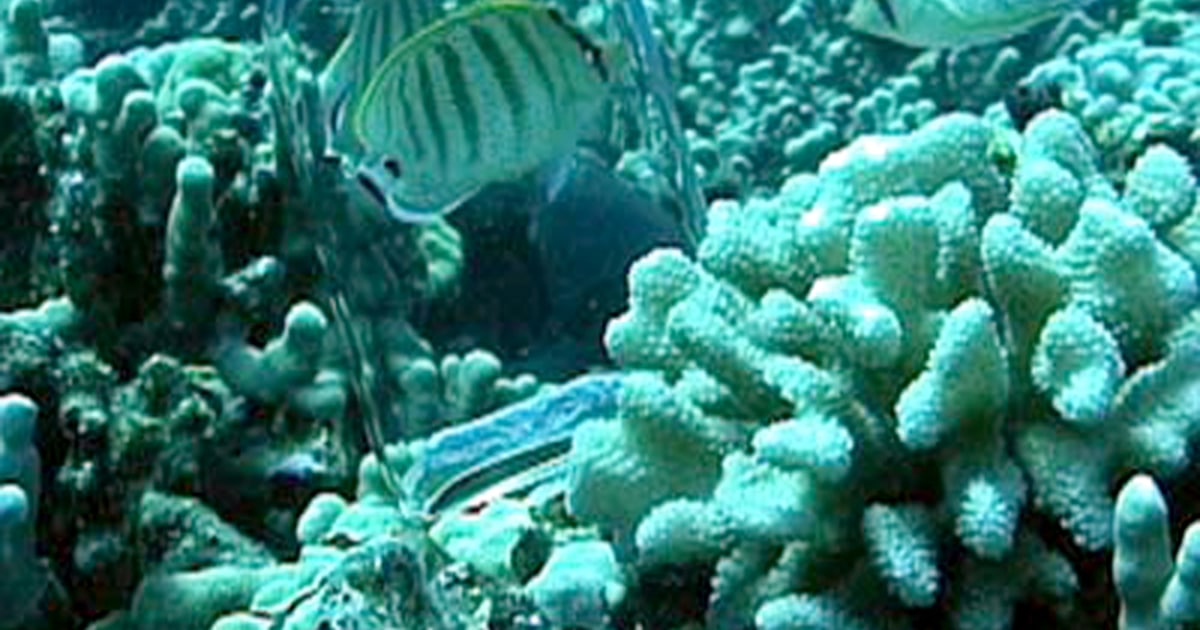Talking fish: Wide variety of sounds discovered