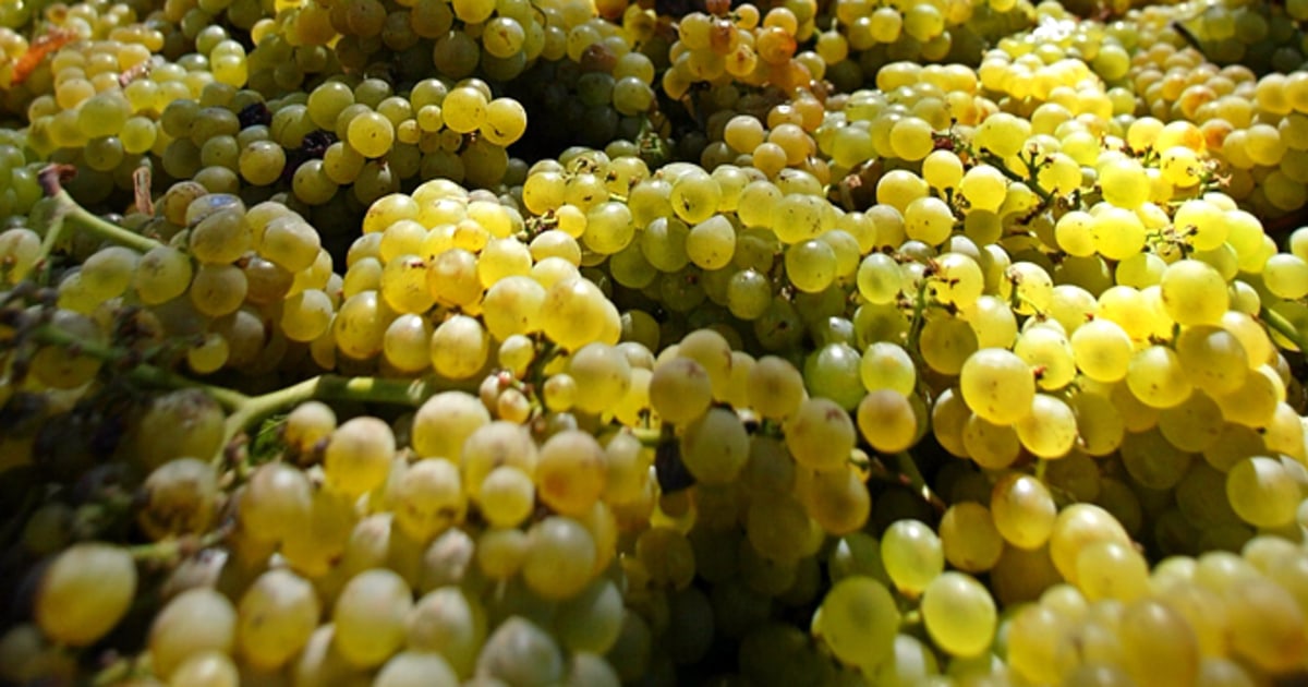 Study shows how sweet wine, grape industry is