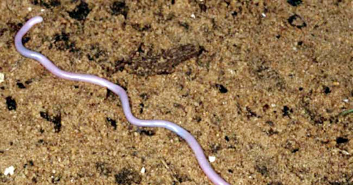 Blind snake rediscovered after 100 years