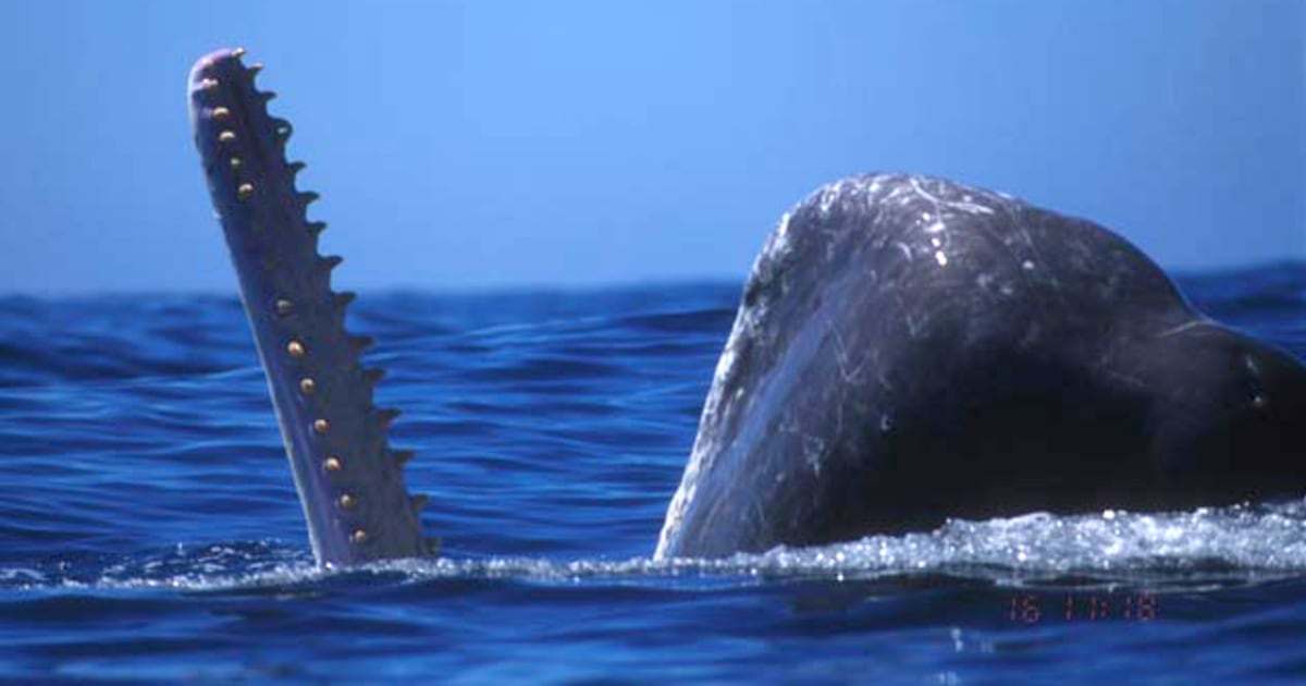 How sperm whales hunt jumbo squid