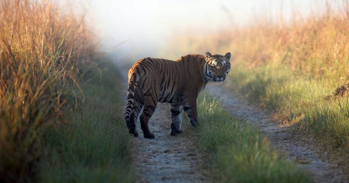 Broken Tail: A Tiger's Last Journey, Tiger Facts, Nature