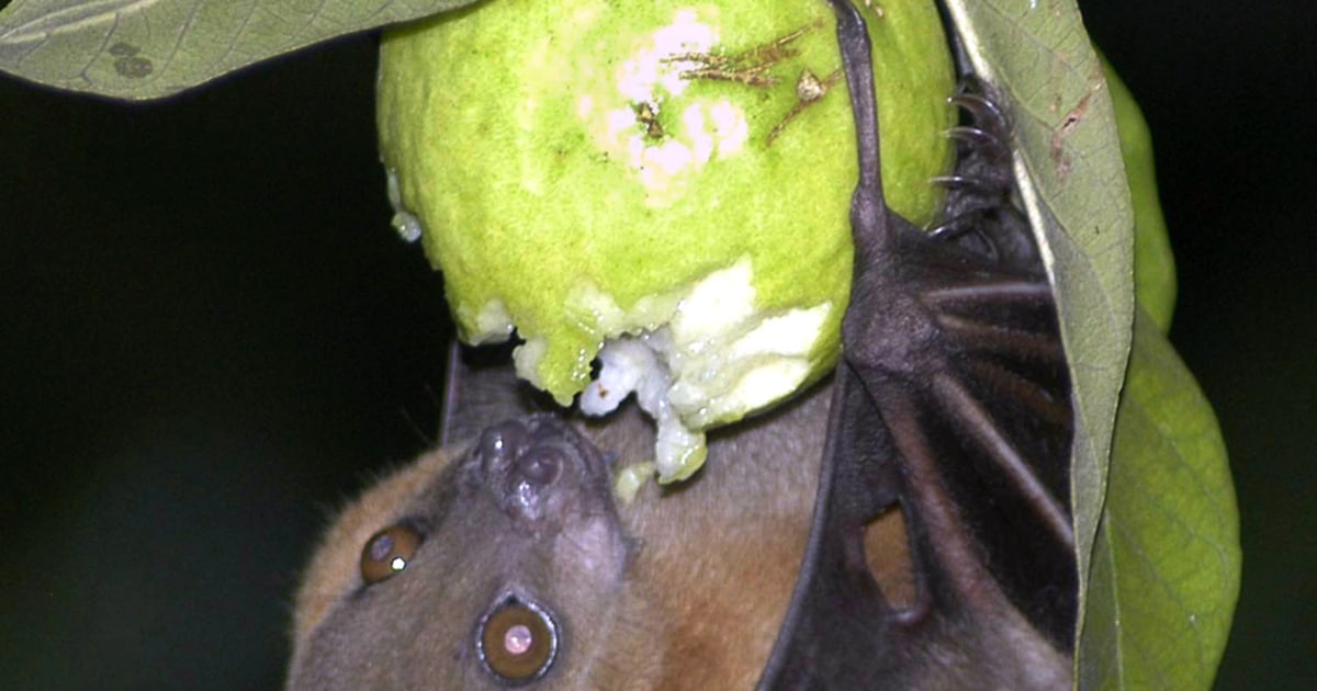 Study reveals how drunken bats sober up