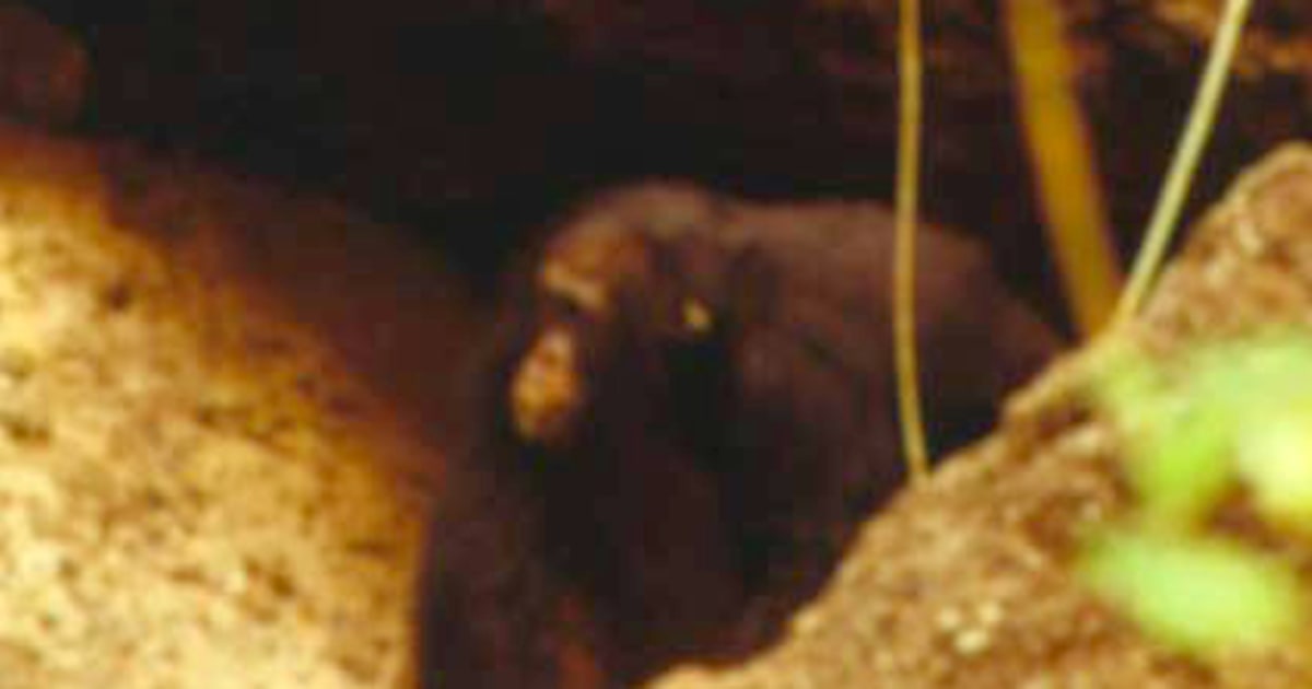 Chimps spotted using caves