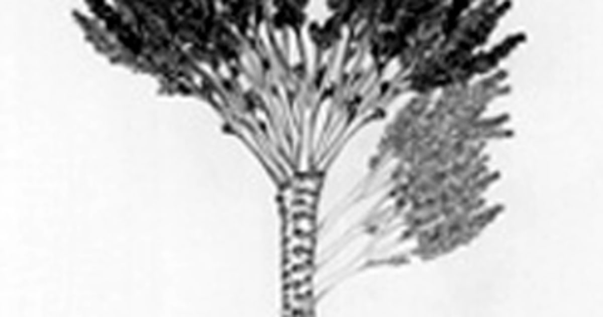 World’s first tree reconstructed