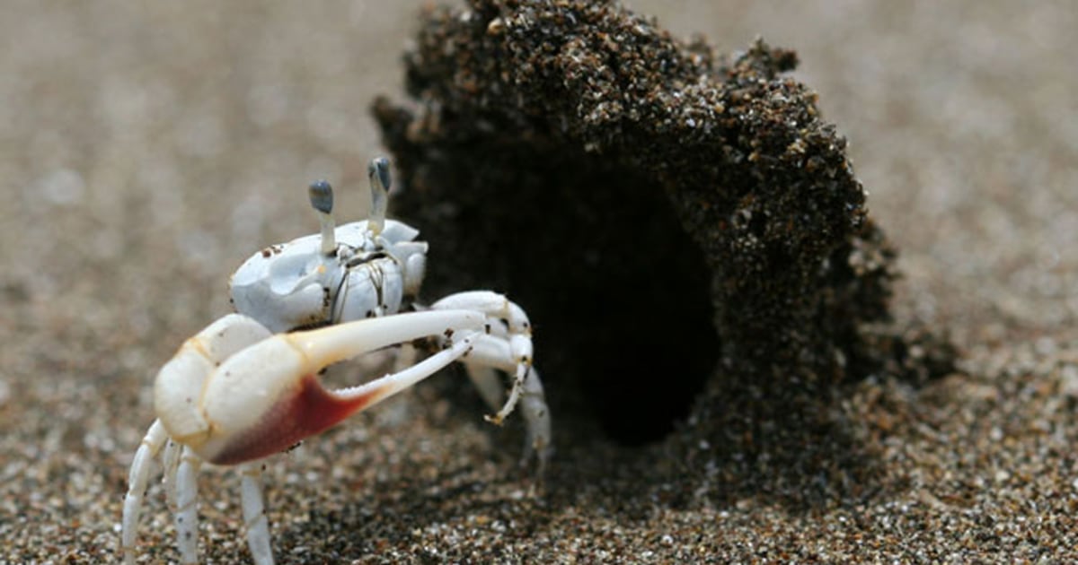 Get a room! Crabs shack up in private