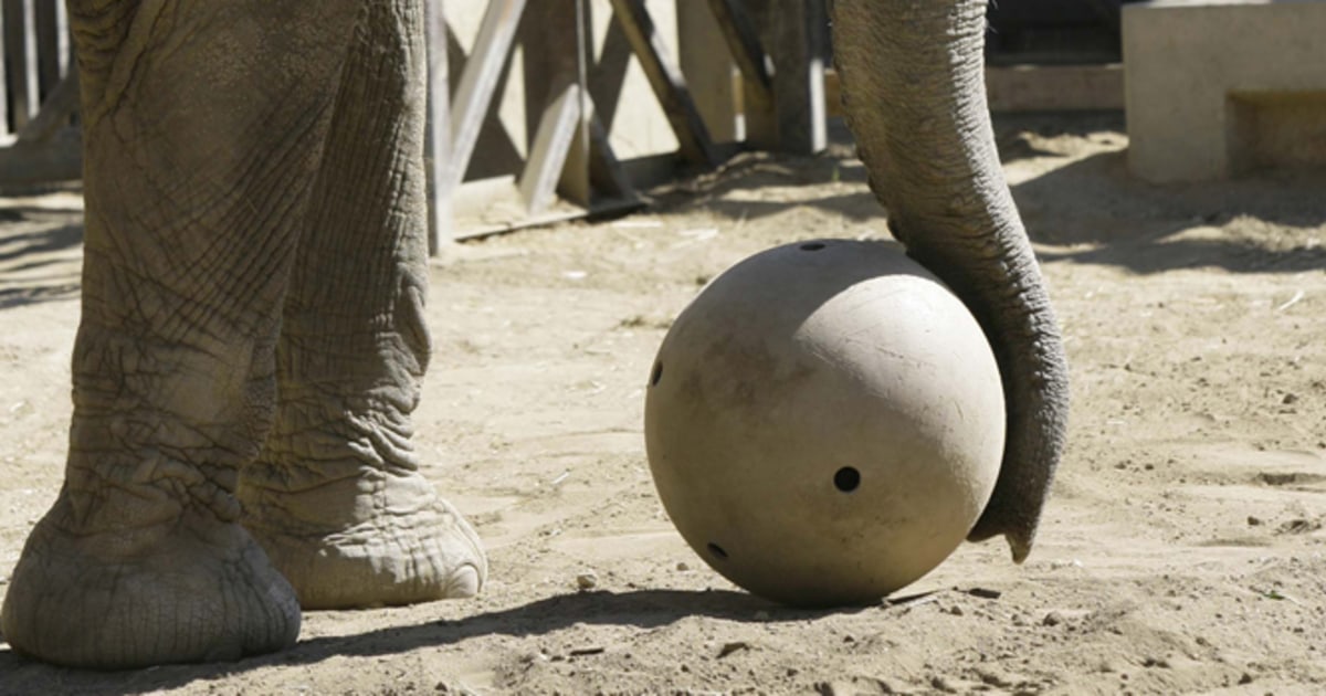 news AlertsZoo elephant makes exit to animal sanctuary