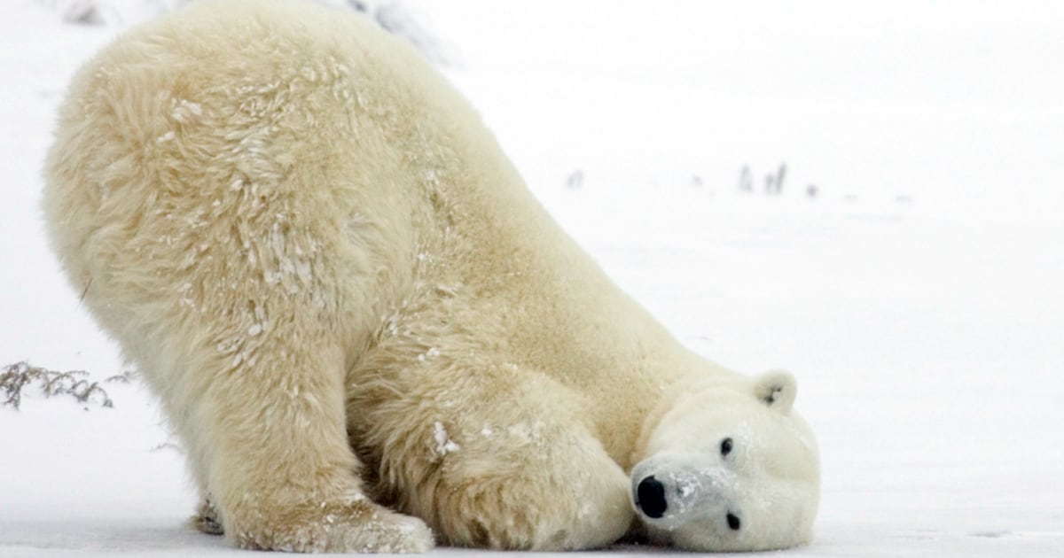 Polar bears at risk as warming thaws icy home
