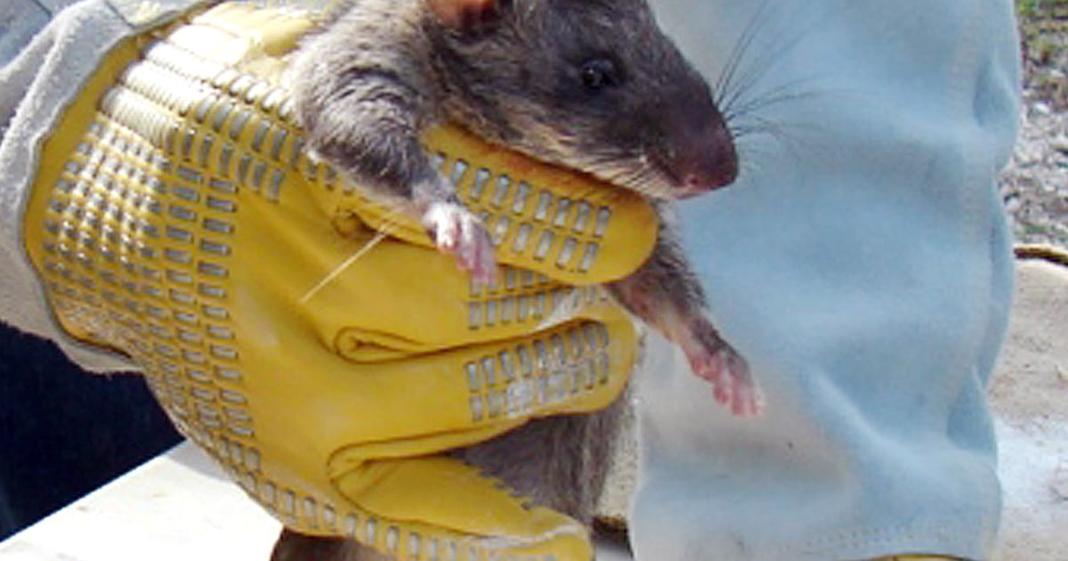 Invasive Rats In Florida Florida tries to wipe out friendless African rats