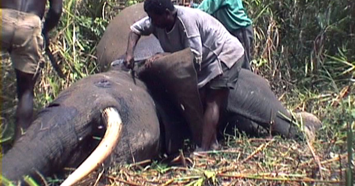 Central Africa elephants being killed for meat