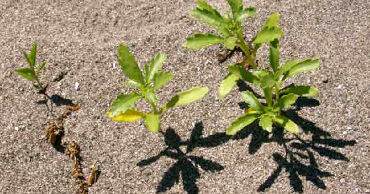 Plants have deeprooted family values