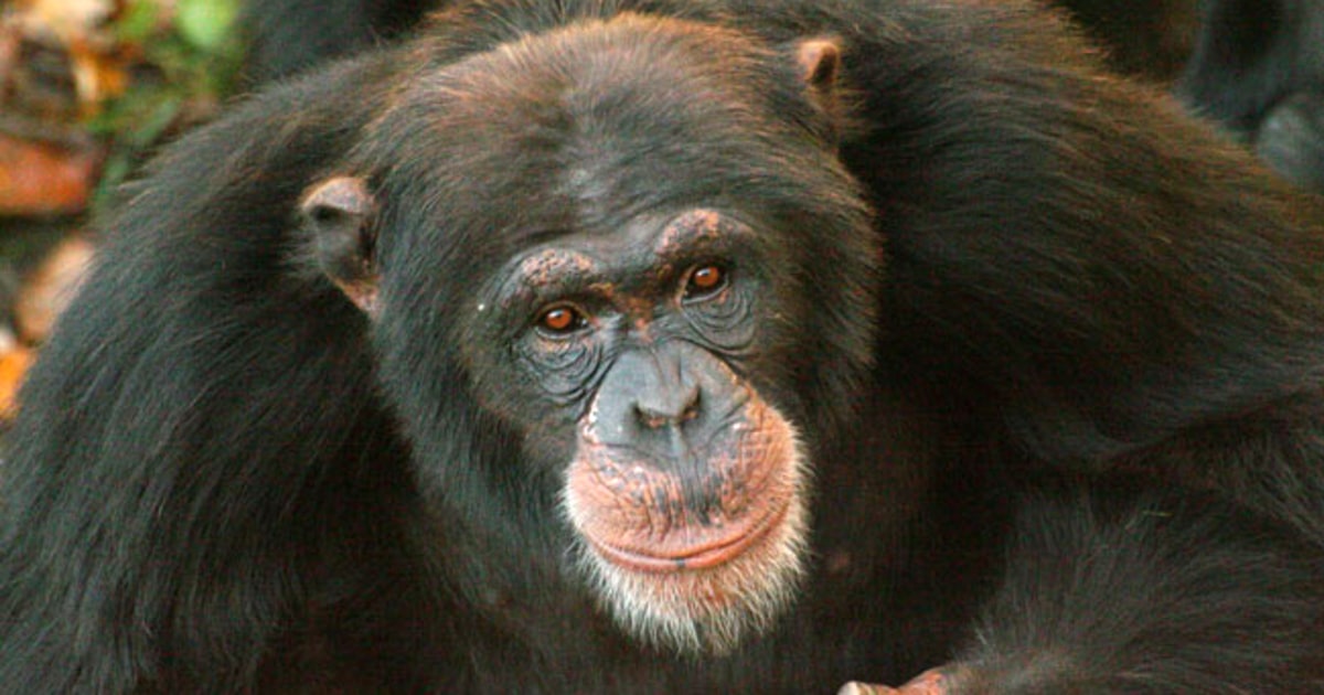 Research shows chimps can be selfless