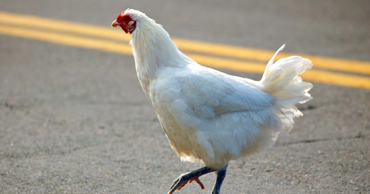 The Real Reason Why Chickens Cross The Road 