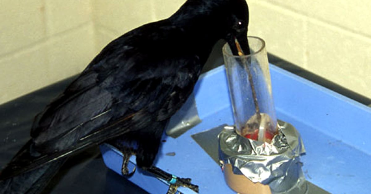Crows crunch problems with common sense
