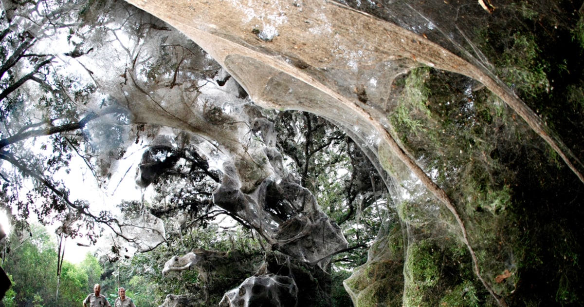 Sprawling spider web blankets Texas trail