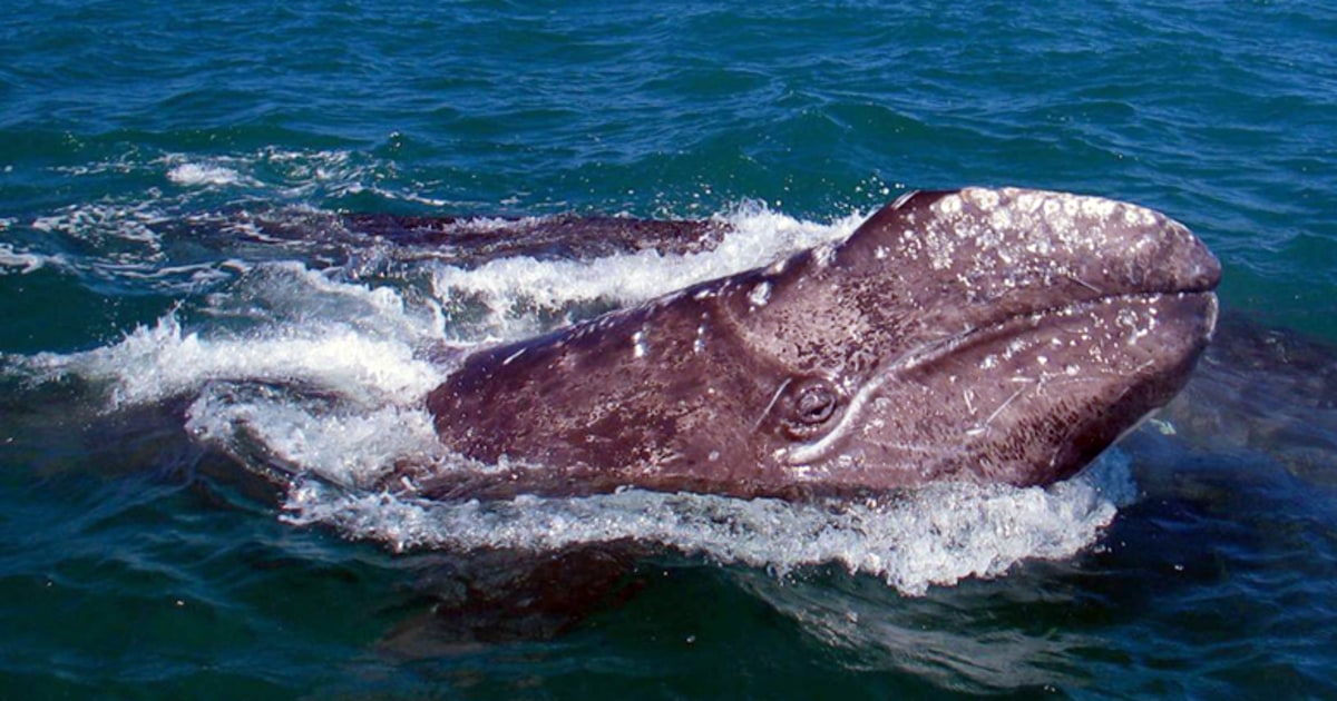 Шантары шантарские острова киты. Острова и киты. Гренландские киты шантарские острова. Аляска киты в джуно. Острова и киты.