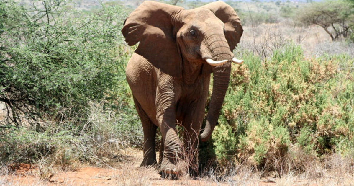 Elephants run from bees
