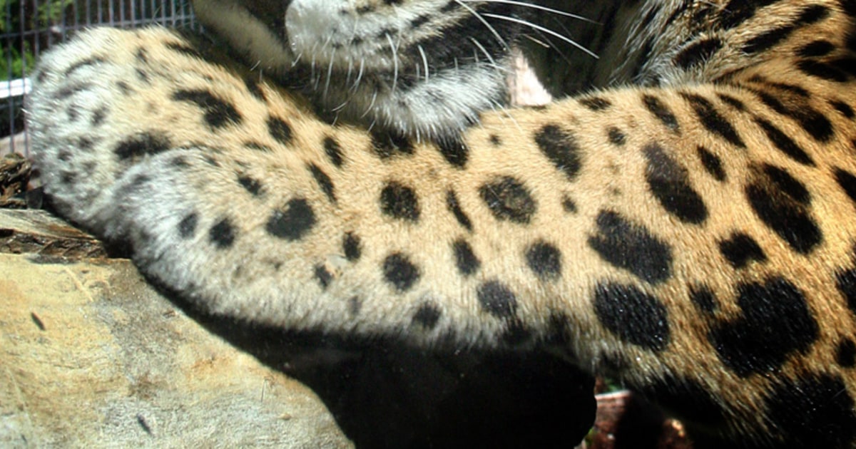 Zoo officials probe fatal mauling