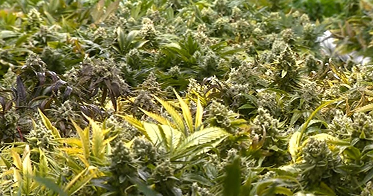 Customers Flock to Colorado Pot Stores