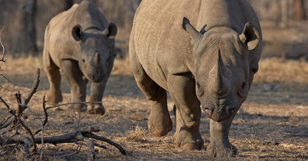 How Namibia Is Winning the War Against Rhino Poachers