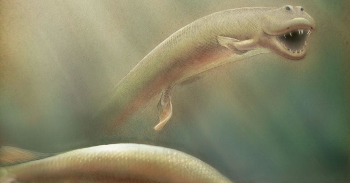 Weird Ancient Fish-Animal Sported Hind Legs, Scientists Say