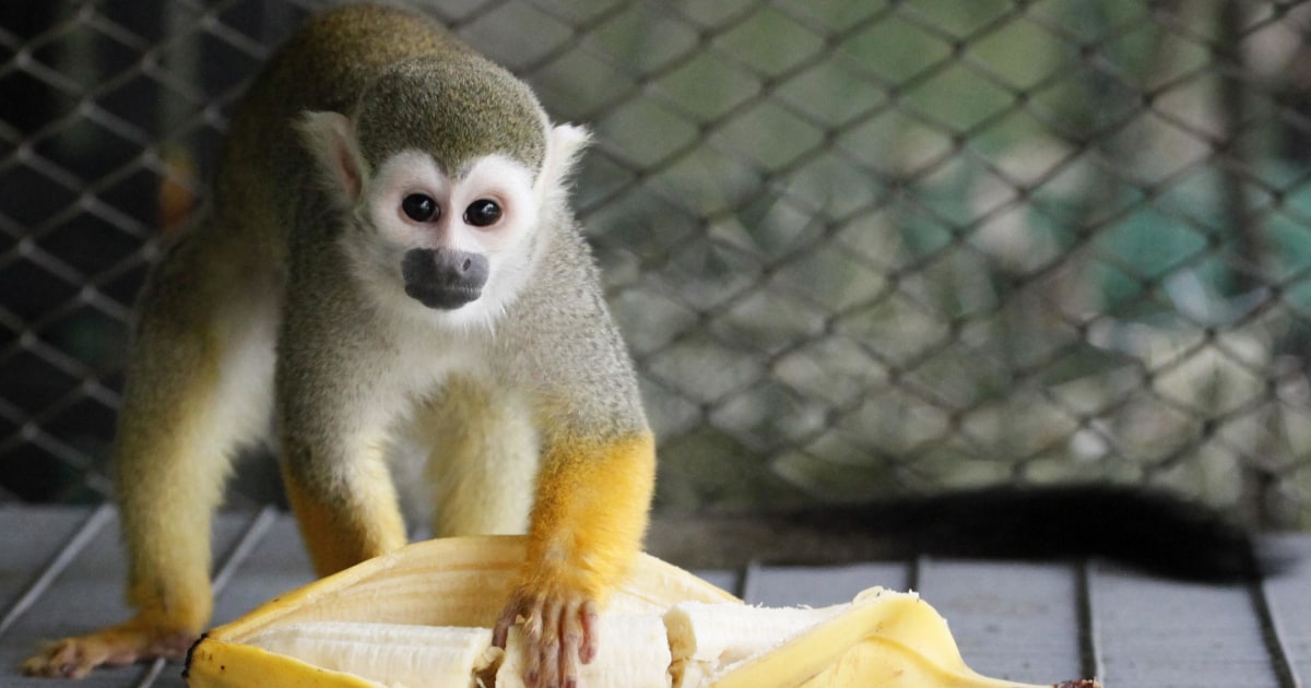 Banana Ban Monkeys at British Zoo Miss Out on TooSweet Treats