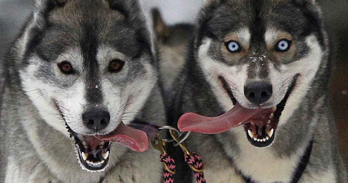 Contagious Canine 'Super Cancer' is 11,000 Years Old